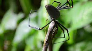 A dead brown snake strung up on a spider's web with a daddy long legs spider by its tail in weethalle, about 400 i'm not sure if it killed it but it definitely won in the long run. wildlife experts said it was possible the snake and the spider had. Spider Eat Snakes Youtube