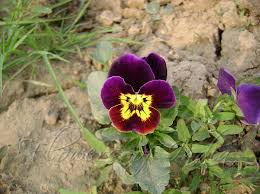 Image result for Violaceae