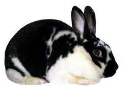 Black And White Spotted Rabbit Breeds Satin Rabbits Rabbit Breeds Rabbit Colors Backyard Animals