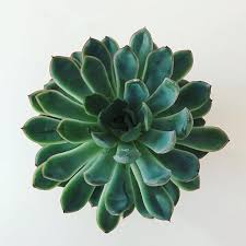 Echeveria Pulidonis Nombres De Suculentas In 2020 Succulents Plants Instagram
