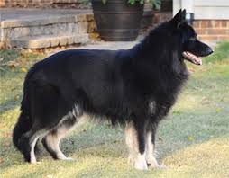 Of course all pups are being well socialized with other dogs larger and smaller and with young children each day and come fully up to date on shots and wormings for their age. Breeders Shiloh Shepherd Resource Center The Library