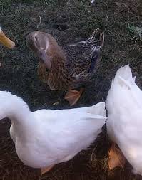 The cheapest offer starts at £5. Silver Appleyard Welsh Harlequin Cross Backyard Chickens Learn How To Raise Chickens