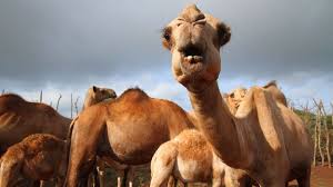 Camels is an exercise for the b2 first use of english set at an upper intermediate level of english. Why Camels Are Worrying Coronavirus Hunters Bbc Future