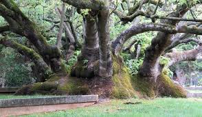 Image result for Phytolacca dioica