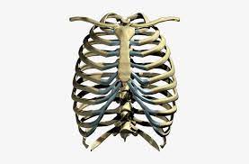 Rib cage transcutaneous electrical nerve stimulation vertebral column electrical muscle stimulation. Rib Cage Png Image Skeleton Rib Cage Png Free Transparent Png Download Pngkey