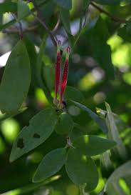 Image result for Tapinanthus oleifolius