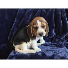 5 Pure Bred Beagle Puppies Beagle Puppy Beagle Puppies