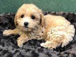 Petland san antonio pet store cares. Maltipoo Dog Male Tan 2612154 Petland San Antonio