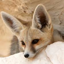 Fennec Fox - Zooborns