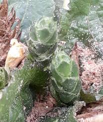 Image result for Elytraria acaulis