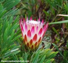 Image result for Protea enervis