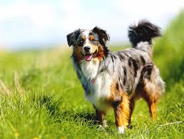 48 Unexpected Australian Shepherd Growth Pictures