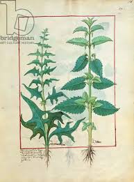 Image result for Urticaceae
