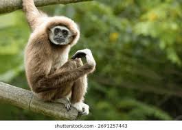 Image result for Hylebates