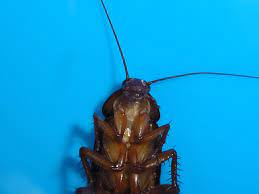 Cockroach Rated Movie For Those Who Are Afraid Of Cockroach Cockroaches Movies Animals