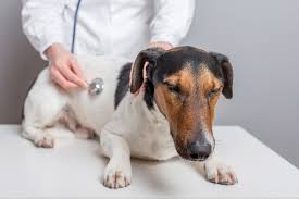 Lymphoma appears most often as swollen lymph nodes under the jaw, in front of the shoulders, or behind the knees. Kidney Cancer In Dogs Symptoms Causes Diagnosis Treatment Recovery Management Cost
