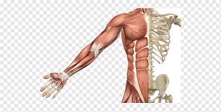 In common usage the arm extends to the hand. Skeletal Muscle Muscular System Human Skeleton Human Body Skeleton Hand Human Arm Png Pngwing