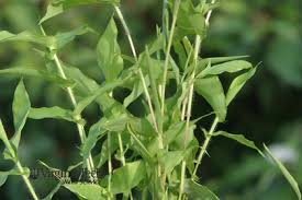 Image result for Arthraxon