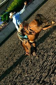 Find the perfect calgary rodeo stock photos and editorial news pictures from getty images. Ein Rodeo Reiter Auf Einem Wilden Stock Bild Colourbox