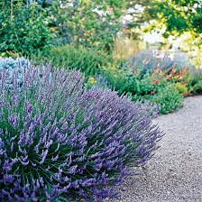 Mar 31, 2021 · if you are lucky enough to live where an outdoor pool is a way of life, you are aware of the messes some adjacent plants can make. Germander Better Homes Gardens