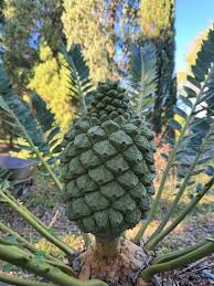 Image result for Encephalartos schmitzii