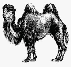 Sign up for free today! Bactrian Camel Png Download Camel Transparent Png Transparent Png Image Pngitem