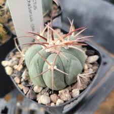 Image result for Huernia volkartii