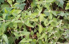 Image result for Rotala tenella