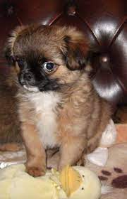 The dark round eyes of the chihuahua pekingese mix look quite. Chihuahua Pekingese Puppies For Sale Petsidi