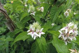 Image result for Ruttya