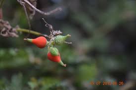 Image result for Corallocarpus epigaeus