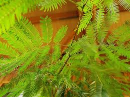 エバーフレッシュの育て方 剪定や挿し木 植え替え 花の咲き方は Horti ホルティ By Greensnap