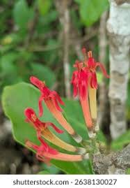 Image result for Loranthaceae