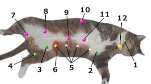 猫マッサージの基礎知識 やっていいことと悪いことを理解しよう 子猫のへや 子猫 猫 猫と暮らす