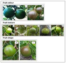 Image result for Strychnos innocua