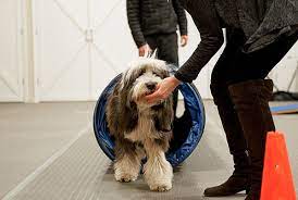 Family owned and operated · firefighters discount Dog Training Classes Paws Chicago