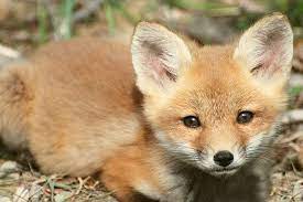 13 Baby Fox Ideas Baby Fox Fox Animals Beautiful