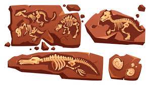 A young researcher dreams of putting together a whole dinosaur skeleton in pieces. Dinosaur Bones Images Free Vectors Stock Photos Psd