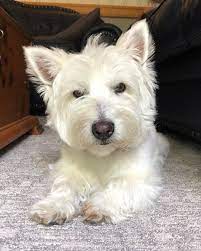 It doesn't appreciate being overly smothered. Pin By Sylvia Wiering On West Highland White Terriers Dog Breeds West Highland White Terrier West Highland Terrier