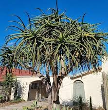 Image result for Aloidendron barberae