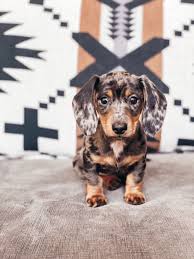 Black And Tan Dapple Dachshund Puppy Dapple Dachshund In 2020 Dapple Dachshund Dapple Dachshund Puppy Dachshund Puppy Miniature