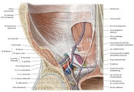 We did not find results for: Leistenkanal Canalis Inguinalis Via Medici Leichter Lernen Mehr Verstehen
