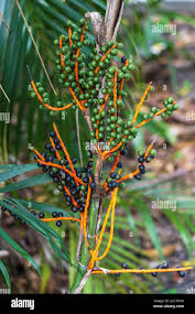 Image result for Chamaedorea seifrizii