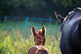Best Fly Spray For Horses Reviews 2020 Savvy Horsewoman