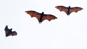 These bats, like most others, are harmless to humans and create an integrated part of urban and natural areas. A Bat As Big As A Human A Picture That Amazed Him