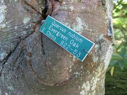 Check spelling or type a new query. Quercus Nubium Q Sessilifolia Blume Evergreen Oak Sjg Bloom