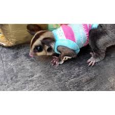 Sugar gliders can make great companions and provide a lot of interaction and enjoyment to their owners. Sugar Glider Shirt Dress Shopee Malaysia