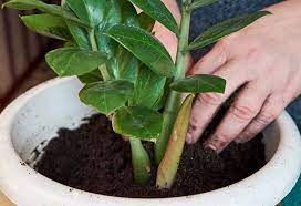 It is believed that having a money plant at home. 19 Vastu Tips For Keeping Money Plant At Home