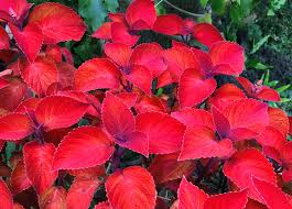 Perhaps the most reliable of. 10 Spectacular Red Foliage Tropical Plants For Your Garden Dengarden