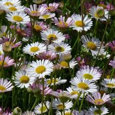 Image result for Erigeron karvinskianus